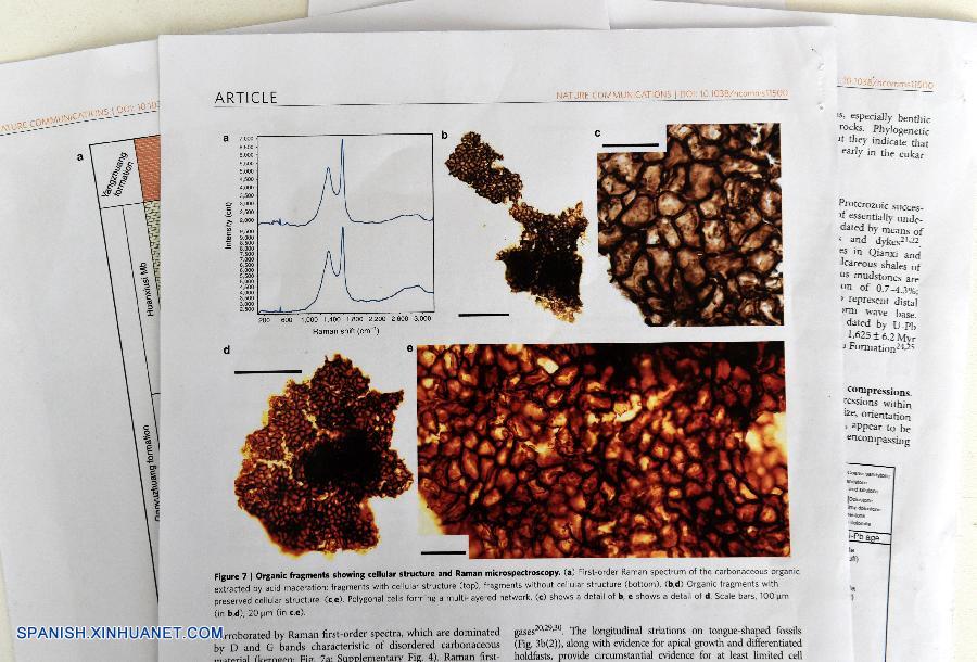 Cient&iacute;ficos chinos han descubierto f&oacute;siles de los organismos pluricelulares m&aacute;s antiguos conocidos en el mundo, que datan de hace 1.560 millones de a&ntilde;os, casi 1.000 millones de a&ntilde;os antes que las estimaciones previas del comienzo de las formas de vida multicelulares.