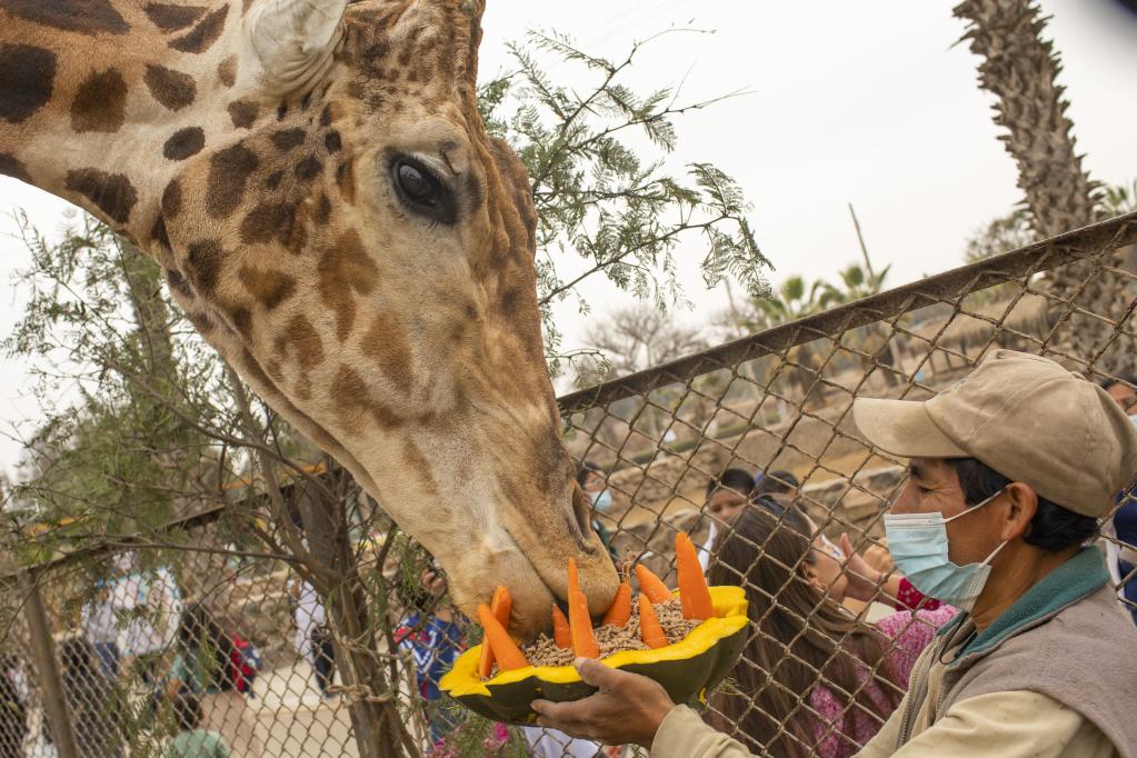 Jirafa en zoológico Parque de Las Leyendas en Lima, Perú