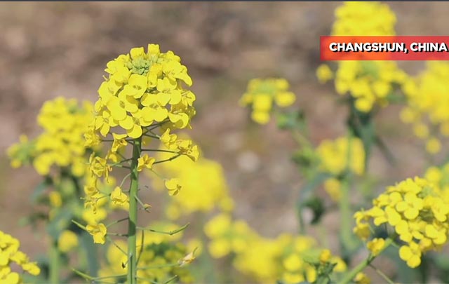 Colza da la bienvenida a la primavera en el suroeste de China