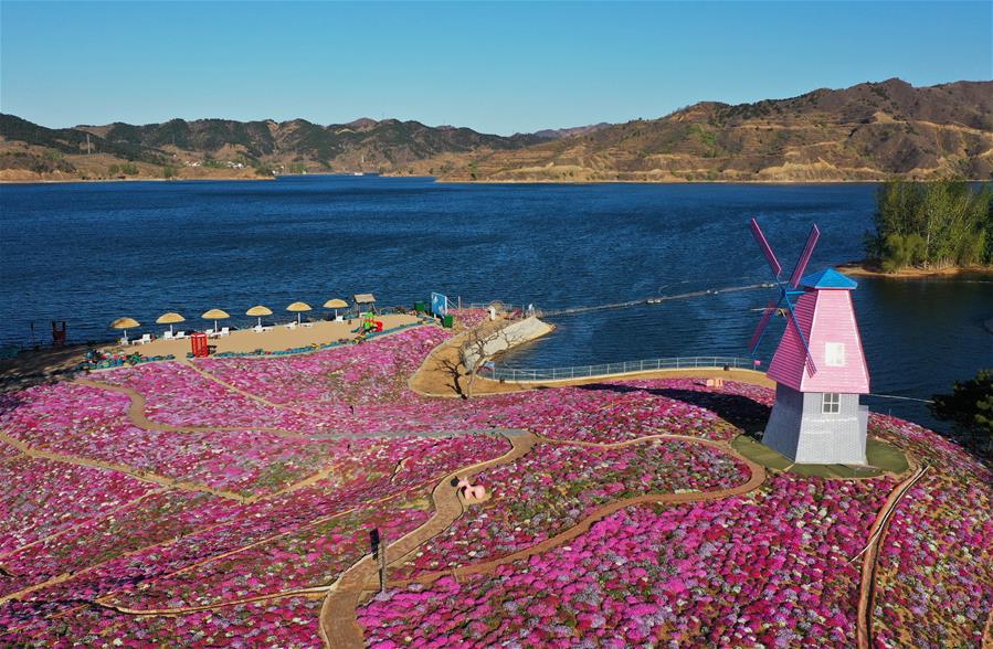 Hebei: Flores de shibazakura en distrito de Qianxi